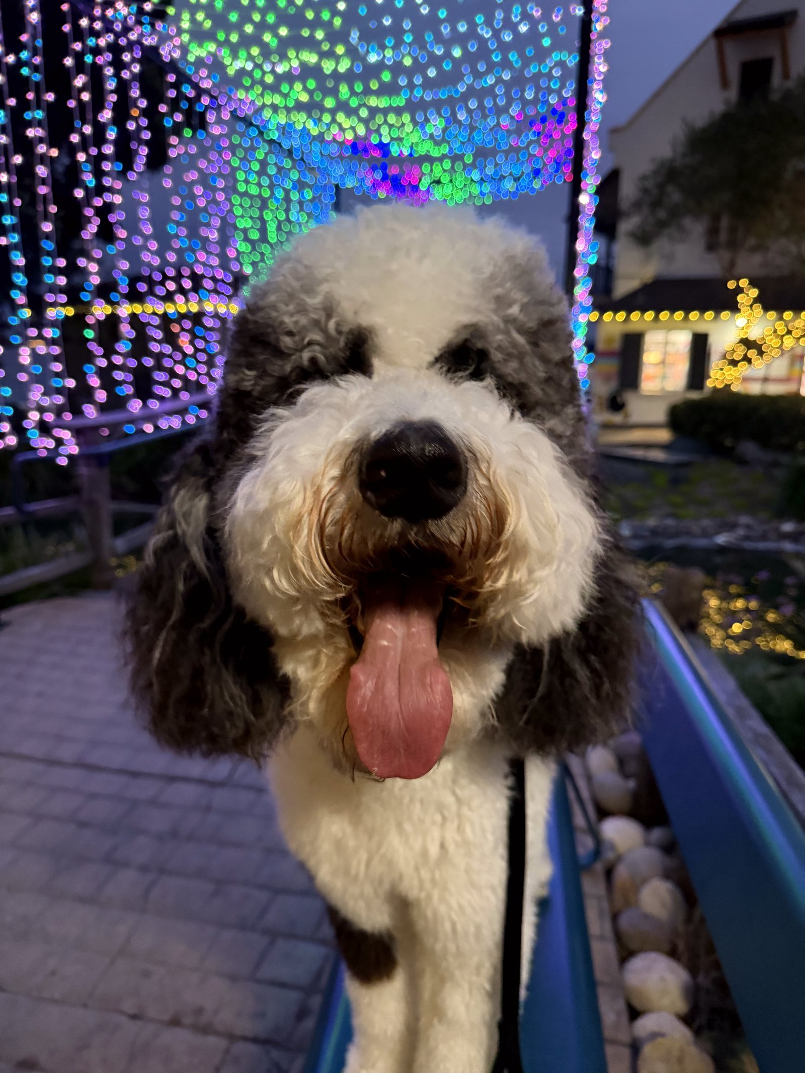 Patrick looks straight into the camera beneath a canopy of colorful lights.