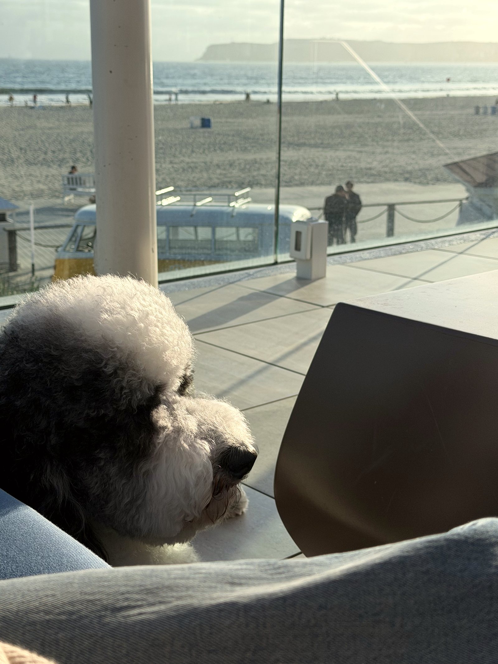 Patrick, a large black-and-white Bernedoodle, sits in warm window light and looks toward the ocean.